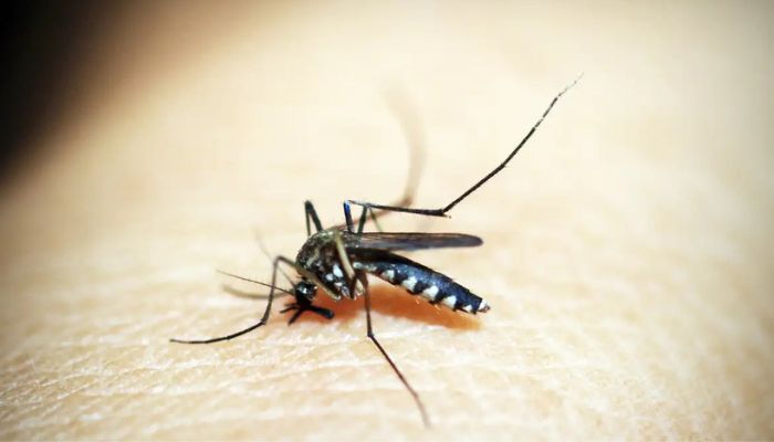 © 41330/Pixabay Casos de dengue e chikungunya custaram R$ 1,2 bi ao sistema de saúde
